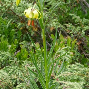 Photographie n°2535362 du taxon Lilium pyrenaicum Gouan