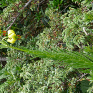 Photographie n°2535364 du taxon Lilium pyrenaicum Gouan