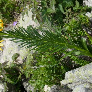 Photographie n°2535365 du taxon Lilium pyrenaicum Gouan