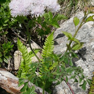 Photographie n°2535374 du taxon Thalictrum aquilegiifolium L.