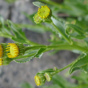  - Senecio pyrenaicus L.