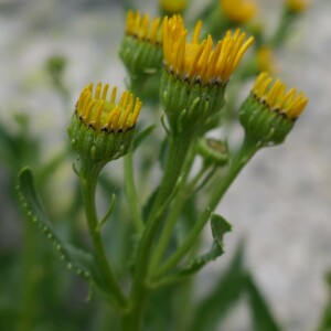  - Senecio pyrenaicus L.