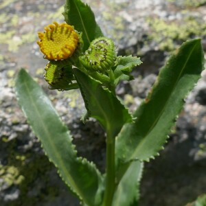  - Senecio pyrenaicus L.