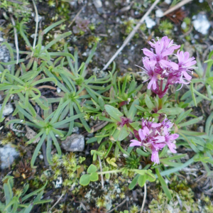 Photographie n°2535387 du taxon Viscaria alpina (L.) G.Don [1831]