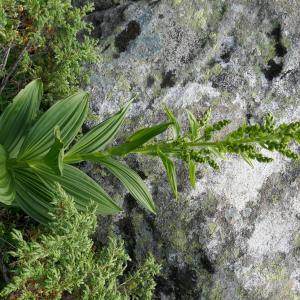 Photographie n°2535392 du taxon Veratrum album L.