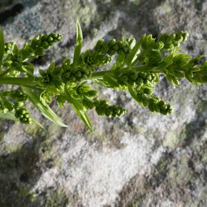 Photographie n°2535394 du taxon Veratrum album L.