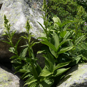 Photographie n°2535395 du taxon Veratrum album L.