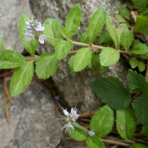 Photographie n°2535396 du taxon Veronica officinalis L.