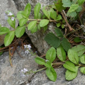 Photographie n°2535397 du taxon Veronica officinalis L.