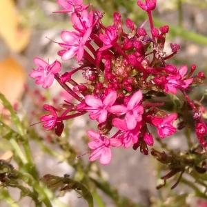 Photographie n°2535422 du taxon Centranthus ruber (L.) DC.