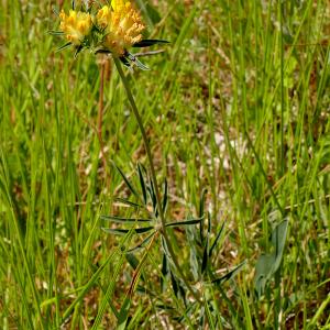Photographie n°2535467 du taxon Anthyllis vulneraria L. [1753]