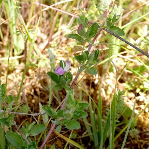 Photographie n°2535472 du taxon Ononis spinosa L. [1753]