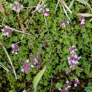 Photographie n°2535474 du taxon Thymus serpyllum L. [1753]