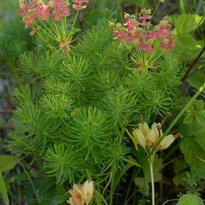  - Euphorbia cyparissias L. [1753]