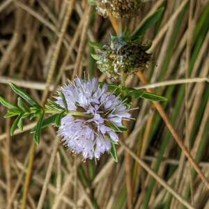 Photographie n°2535484 du taxon Mentha cervina L.