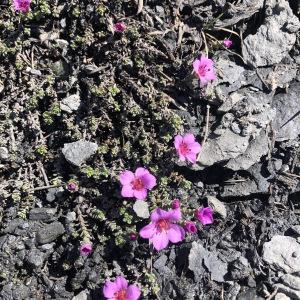 Photographie n°2535500 du taxon Saxifraga oppositifolia L. [1753]