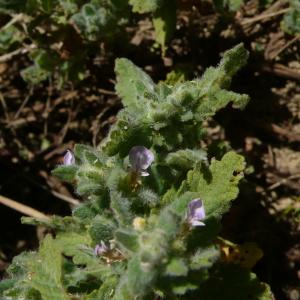 Photographie n°2535503 du taxon Teucrium scordium L. [1753]