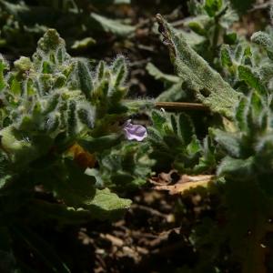 Photographie n°2535504 du taxon Teucrium scordium L. [1753]