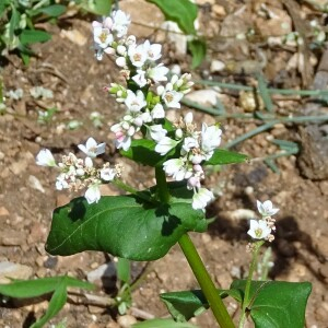 Photographie n°2535506 du taxon Fagopyrum esculentum Moench