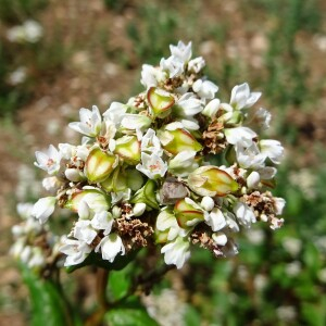 Photographie n°2535507 du taxon Fagopyrum esculentum Moench