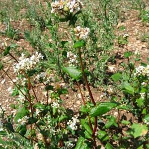 Photographie n°2535509 du taxon Fagopyrum esculentum Moench