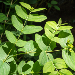 Photographie n°2535571 du taxon Hypericum androsaemum L. [1753]