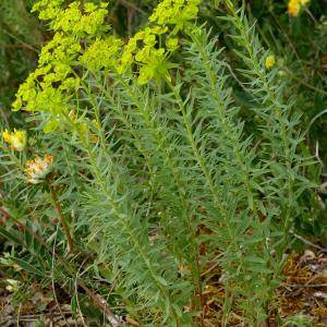 Photographie n°2535673 du taxon Euphorbia seguieriana Neck.