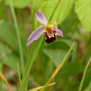 Photographie n°2535677 du taxon Ophrys apifera Huds.