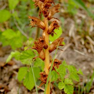 Photographie n°2535681 du taxon Orobanche alba Stephan ex Willd. [1800]