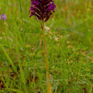 Photographie n°2535683 du taxon Anacamptis pyramidalis (L.) Rich.