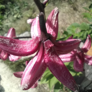 Photographie n°2535703 du taxon Lilium martagon L.