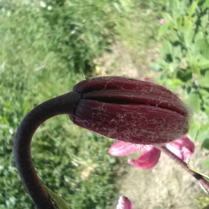 Photographie n°2535704 du taxon Lilium martagon L.