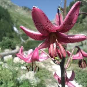 Photographie n°2535705 du taxon Lilium martagon L.