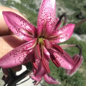 Photographie n°2535706 du taxon Lilium martagon L.