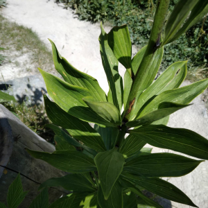 Photographie n°2535707 du taxon Lilium martagon L.