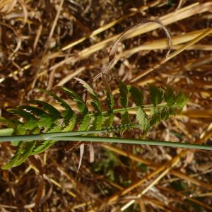 Photographie n°2535710 du taxon Sison segetum L. [1753]