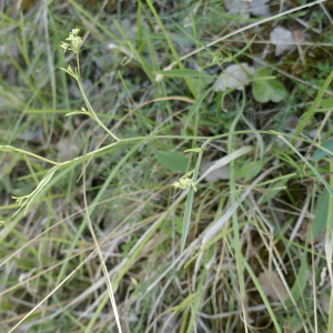 Photographie n°2535714 du taxon Bupleurum falcatum L.