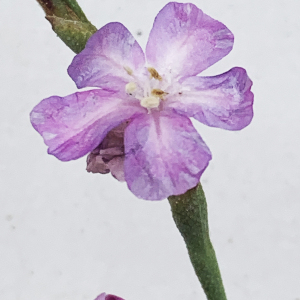 Photographie n°2535755 du taxon Limoniastrum monopetalum (L.) Boiss. [1848]