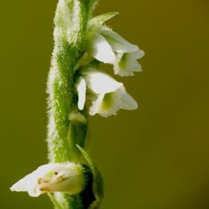 Photographie n°2535771 du taxon Spiranthes autumnalis Rich. [1817]