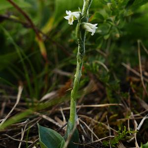 Photographie n°2535772 du taxon Spiranthes autumnalis Rich. [1817]