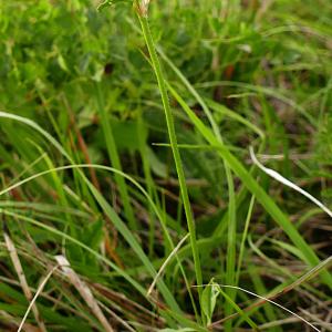 Photographie n°2535779 du taxon Trifolium montanum L.