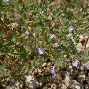 Photographie n°2535795 du taxon Teucrium botrys L.