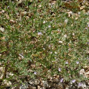 Photographie n°2535797 du taxon Teucrium botrys L.