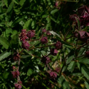 Photographie n°2535911 du taxon Comarum palustre L.