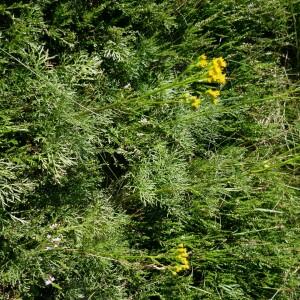 Photographie n°2535916 du taxon Jacobaea adonidifolia (Loisel.) Pelser & Veldkamp