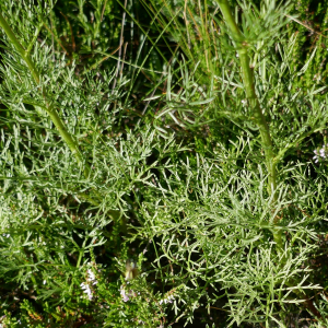 Photographie n°2535917 du taxon Jacobaea adonidifolia (Loisel.) Pelser & Veldkamp