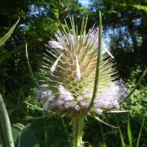 Photographie n°2535927 du taxon Dipsacus fullonum L. [1753]