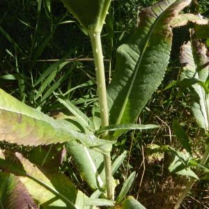 Photographie n°2535928 du taxon Dipsacus fullonum L. [1753]