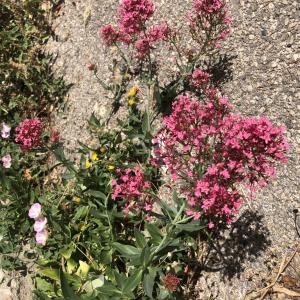 Photographie n°2535944 du taxon Centranthus ruber (L.) DC.