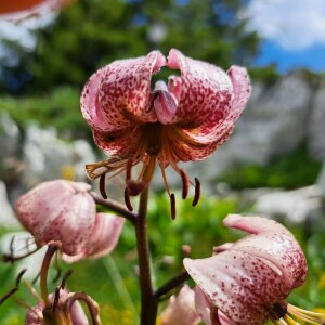 Photographie n°2535948 du taxon Lilium martagon L.